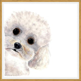 Cuadro Poodle Toy en acuarela
