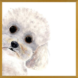 Cuadro Poodle Toy en acuarela
