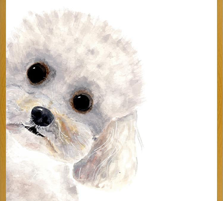 Cuadro Poodle Toy en acuarela