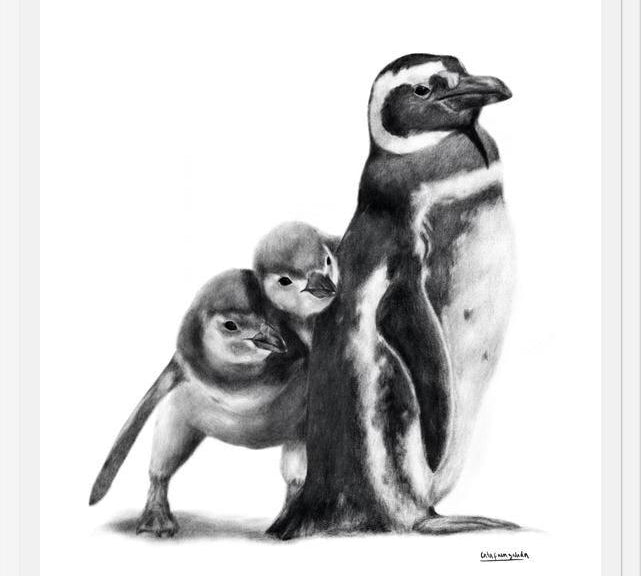 Cuadro Familia Pingüinos de Humboldt