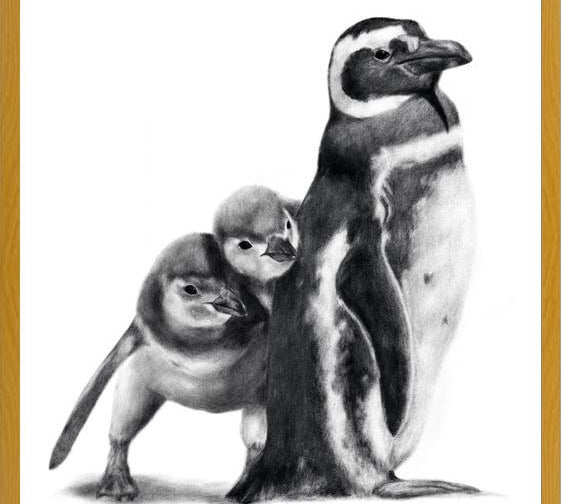 Cuadro Familia Pingüinos de Humboldt
