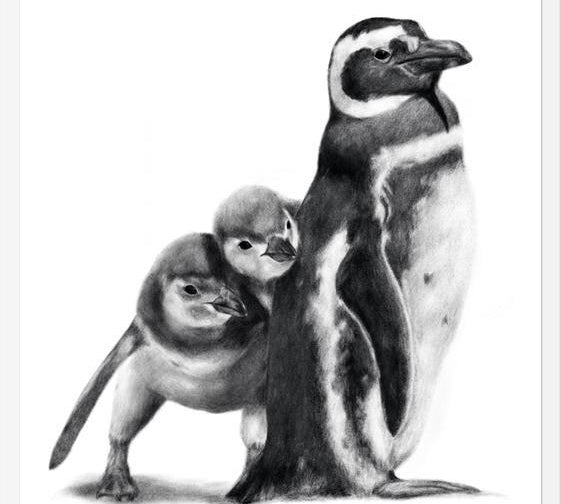 Cuadro Familia Pingüinos de Humboldt
