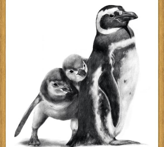 Cuadro Familia Pingüinos de Humboldt