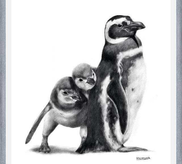 Cuadro Familia Pingüinos de Humboldt