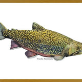 Cuadro Trucha Fontinalis