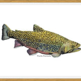 Cuadro Trucha Fontinalis