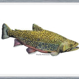 Cuadro Trucha Fontinalis