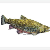 Cuadro Trucha Fontinalis