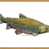 Cuadro Trucha Fontinalis