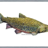 Cuadro Trucha Fontinalis