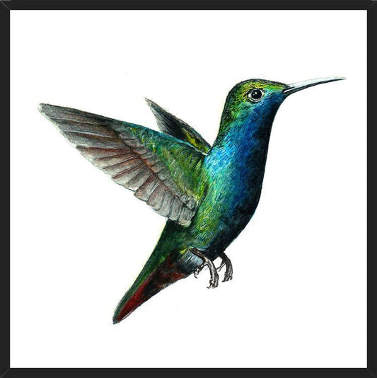 Cuadro Picaflor