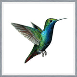 Cuadro Picaflor