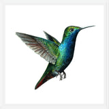 Cuadro Picaflor