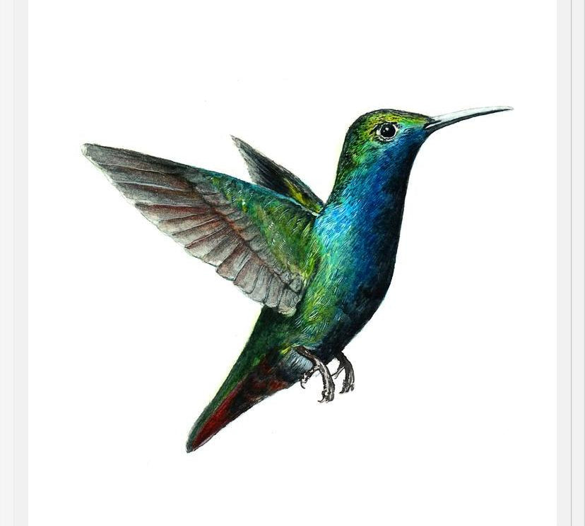 Cuadro Picaflor