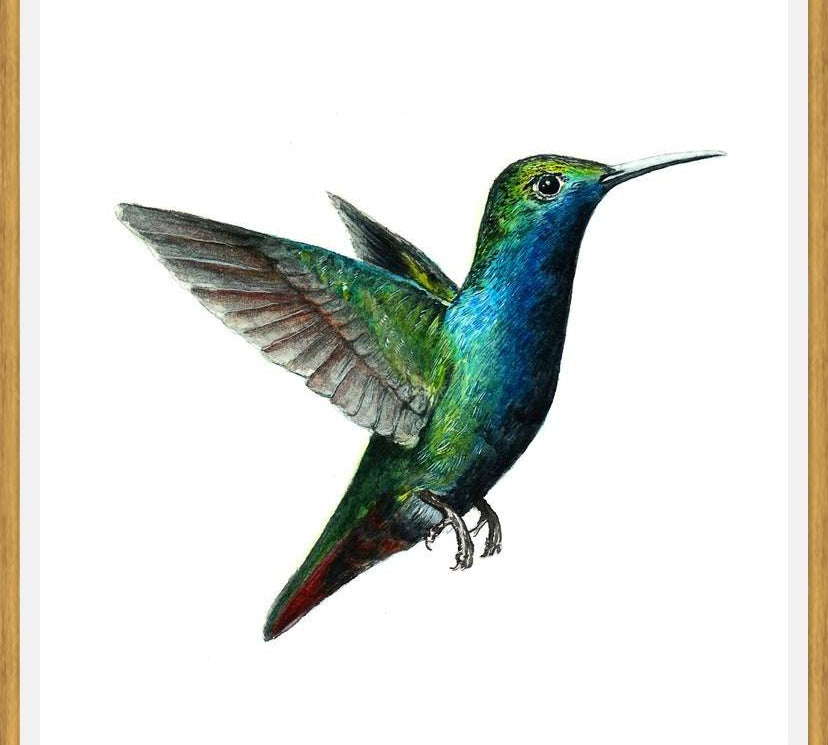 Cuadro Picaflor