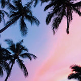 Canvas Sunset Palms