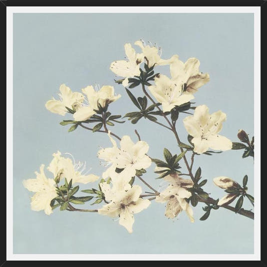 Cuadro Cream and LightBlue
