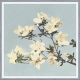 Cuadro Cream and LightBlue