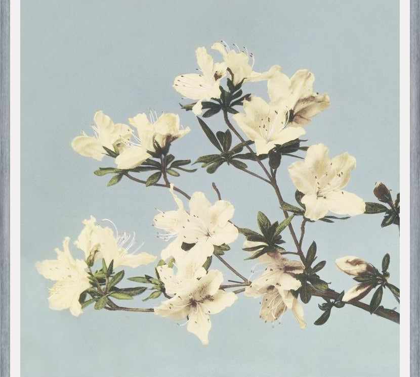 Cuadro Cream and LightBlue