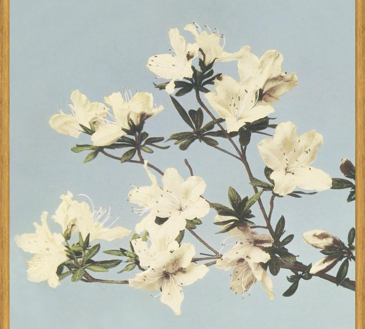 Cuadro Cream and LightBlue
