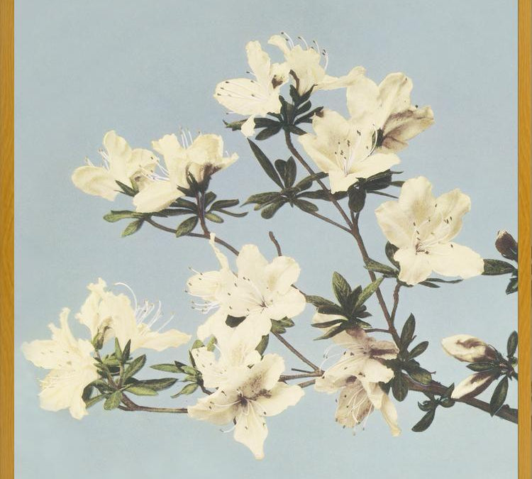 Cuadro Cream and LightBlue