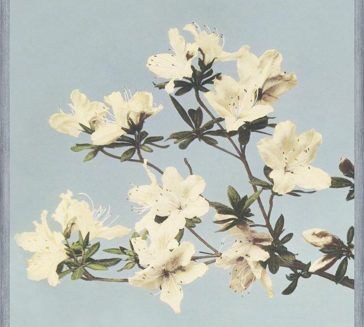 Cuadro Cream and LightBlue