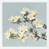 Cuadro Cream and LightBlue