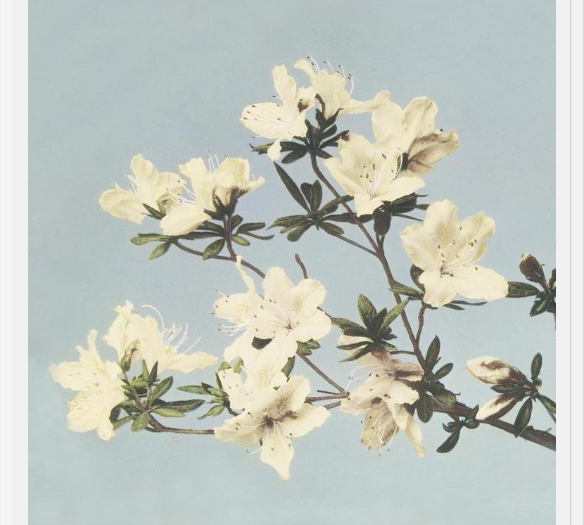 Cuadro Cream and LightBlue