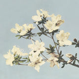 Canvas Cream and LightBlue