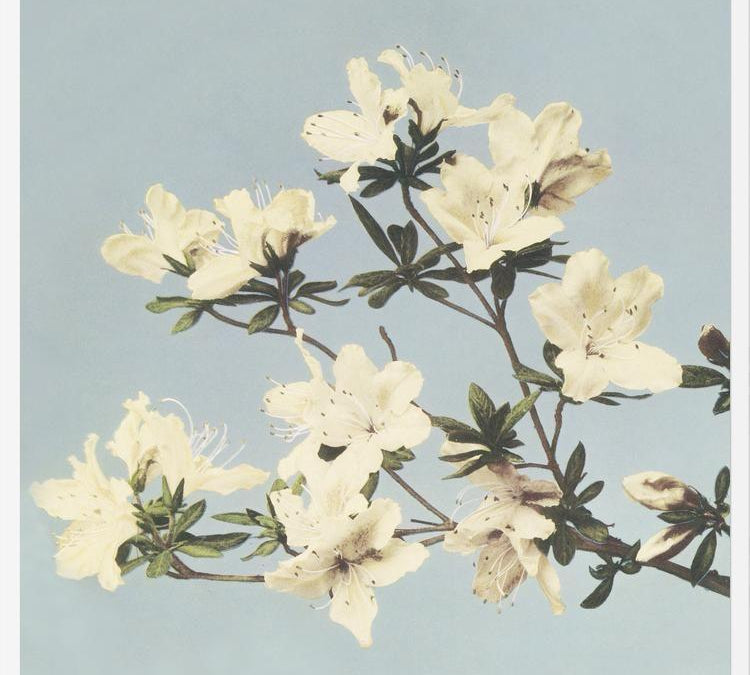 Cuadro Cream and LightBlue
