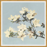 Cuadro Cream and LightBlue