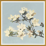 Cuadro Cream and LightBlue