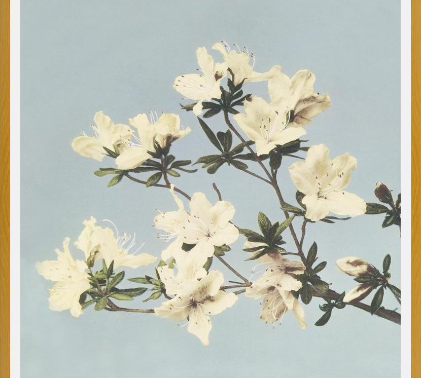 Cuadro Cream and LightBlue