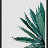 Cuadro Agave Cactus