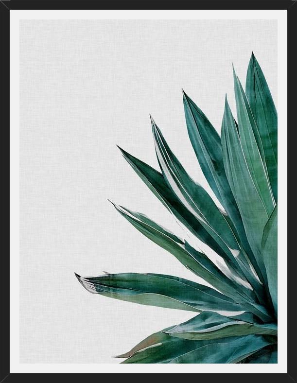 Cuadro Agave Cactus