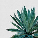 Canvas Agave Cactus