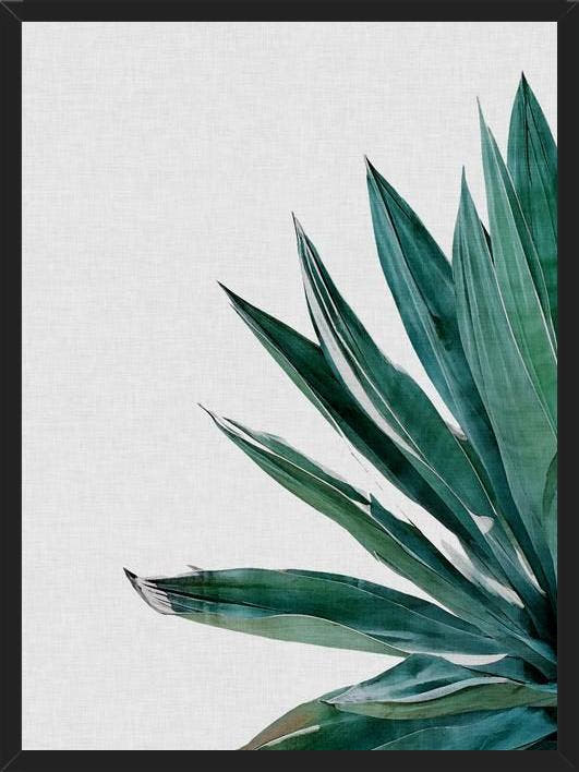 Cuadro Agave Cactus