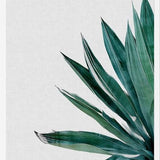 Cuadro Agave Cactus