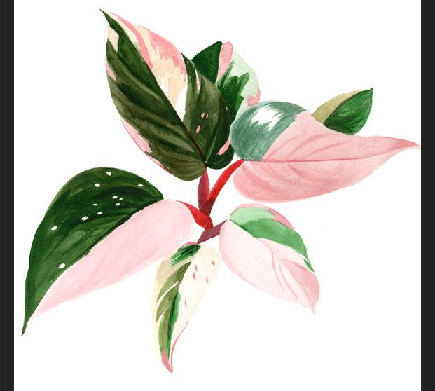 Cuadro pink princess