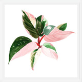 Cuadro pink princess