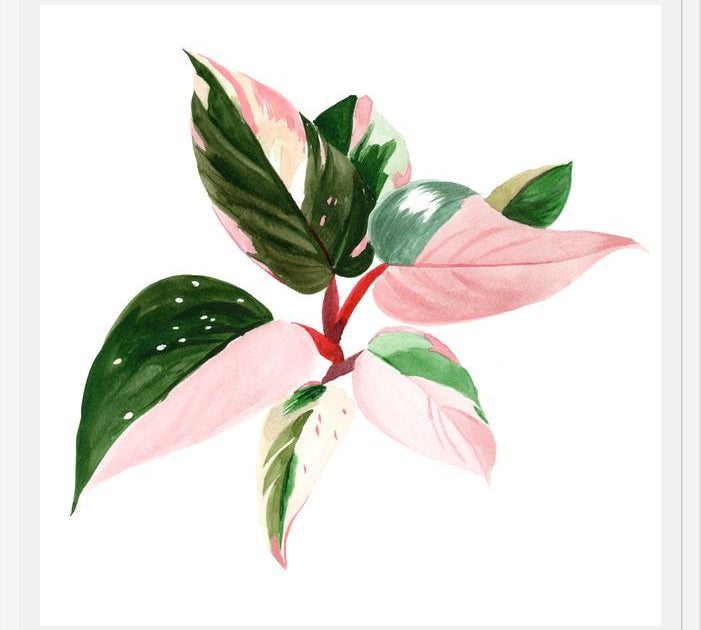 Cuadro pink princess