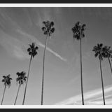 Cuadro The Palm Trees And The Sky