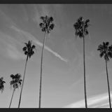 Cuadro The Palm Trees And The Sky