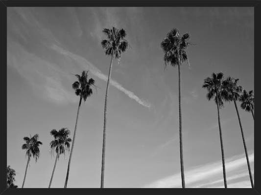 Cuadro The Palm Trees And The Sky