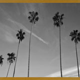 Cuadro The Palm Trees And The Sky