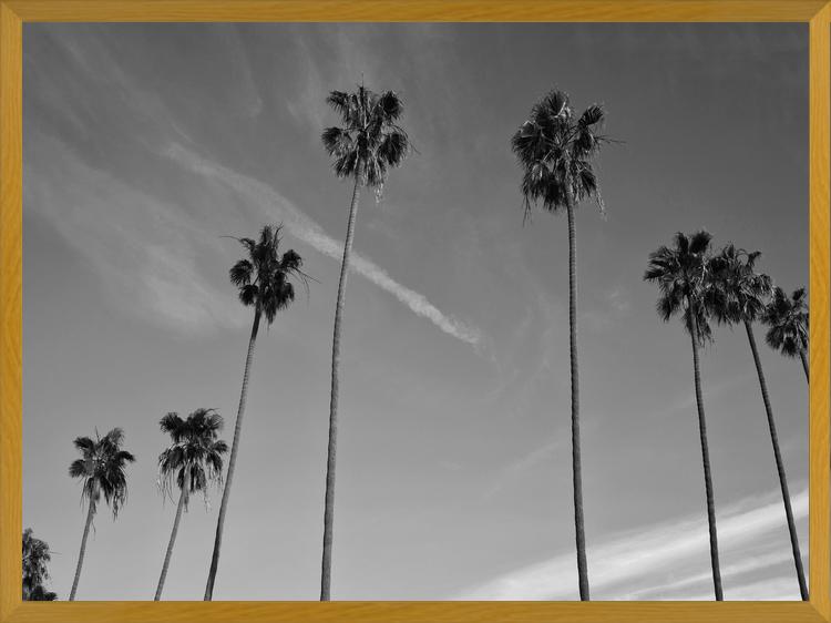 Cuadro The Palm Trees And The Sky