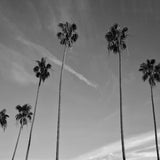 Canvas The Palm Trees And The Sky