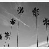 Cuadro The Palm Trees And The Sky