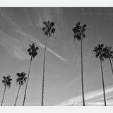 Cuadro The Palm Trees And The Sky