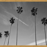 Cuadro The Palm Trees And The Sky
